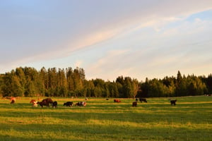 Animals Grazing