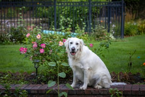 Dog lovingly looking at viewer