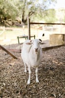 Goat looking inquisitively at the camera