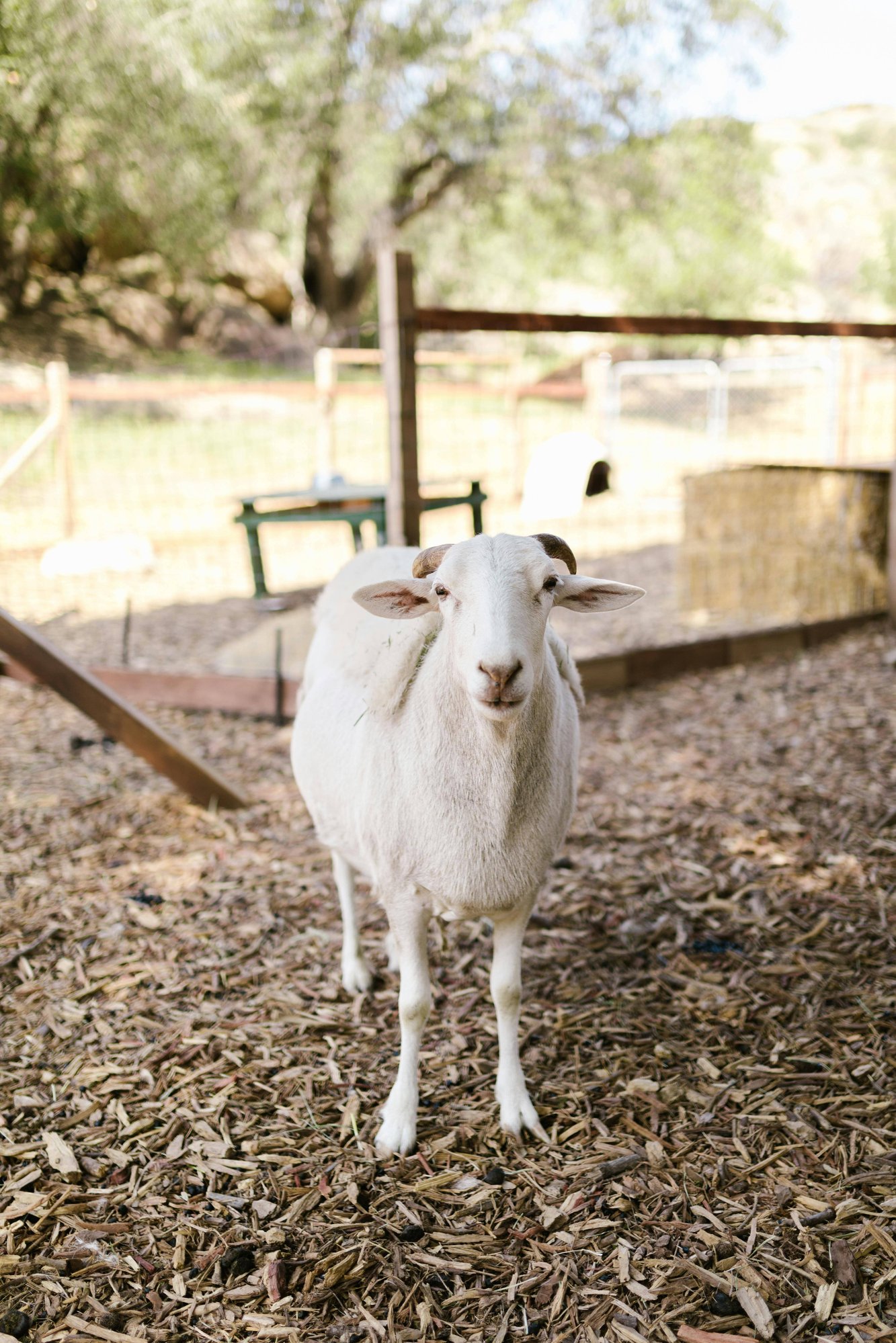 Goat looking at the camera