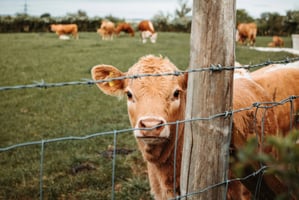 cow looking through fence at viewer