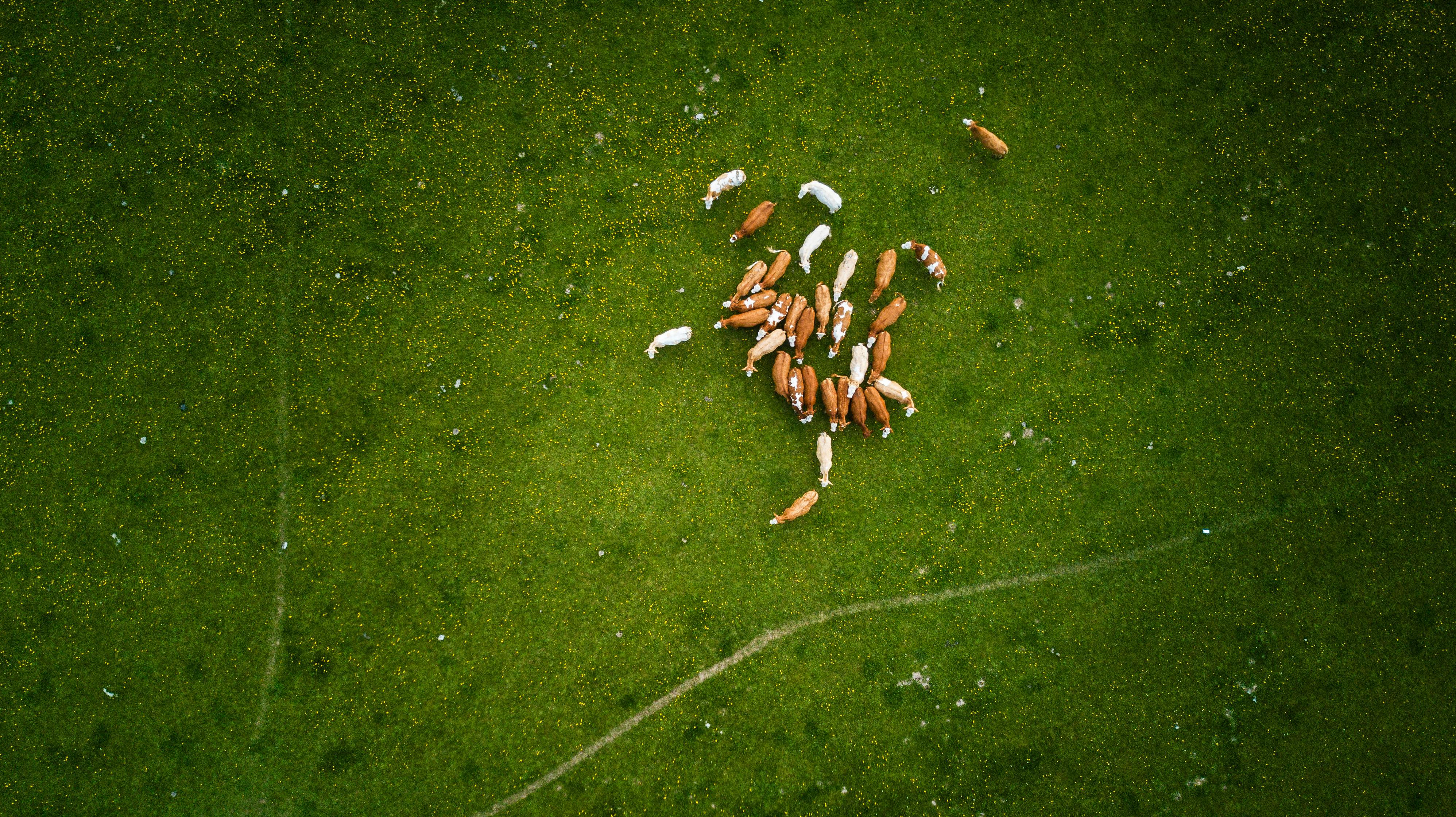 Animals grazing grass