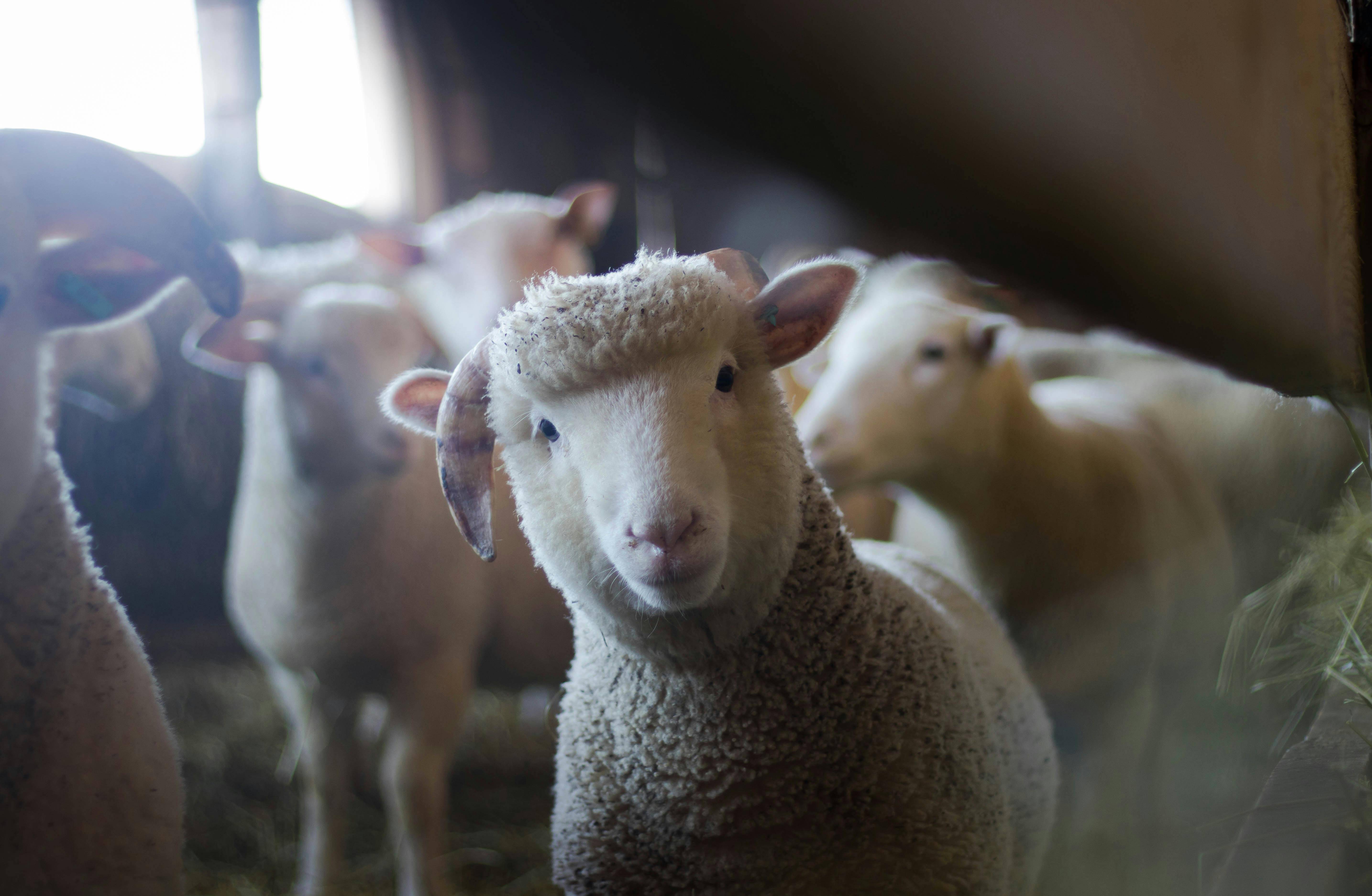 Sheep looking inquisitively at camera